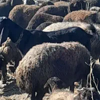 فروشی|حیوانات مزرعه|فریمان, |دیوار