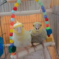 دو عدد جوجه عروس