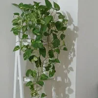 رهن آپارتمان مجتمع سپاه بلوار بسیج