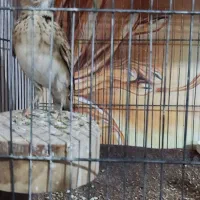 سهره خاکی|پرنده|محمدیه-قزوین, |دیوار