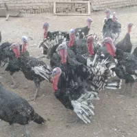 بوغلمون ۸ ماهه