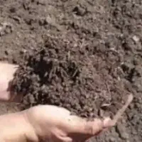 پسماند کمپوست