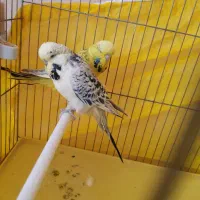 جفت مرغ عشق انگلیسی (لاسونیک) گرید آ مولد اصل|پرنده|پیرانشهر, |دیوار