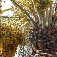 خرمای زاهدی|خوردنی و آشامیدنی|تهران, زعفرانیه|دیوار