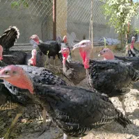 بوقلمون سالم و درشت|حیوانات مزرعه|مشهد, فتح المبین|دیوار