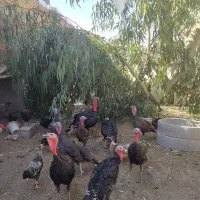 ۵عدد بوقلمون|حیوانات مزرعه|شیراز, بوتان گاز|دیوار
