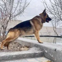 ژرمن خالص اصل|سگ|میاندوآب, |دیوار