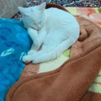 فروش گربه نر|گربه|یزد, |دیوار