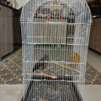 مینا8ماه|پرنده|مشهد, کشف|دیوار