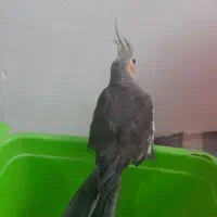 عروس هلندی ۵ماه دستی|پرنده|مینودشت, |دیوار