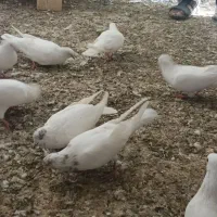 کبوتر پتی و پاکستانی