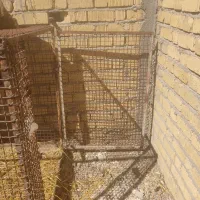 قفس|لوازم جانبی حیوانات|مرودشت, ولایت|دیوار