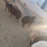 فروش بره چاق|حیوانات مزرعه|زاویه, |دیوار