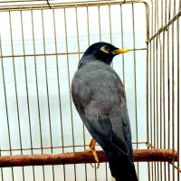 مرغ مینا نر|پرنده|اهواز, کوی باهنر|دیوار