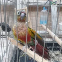 طوطی گرینجیک|پرنده|قرچک, زیبا شهر|دیوار