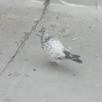 چیل‌نر‌قره‌مایا