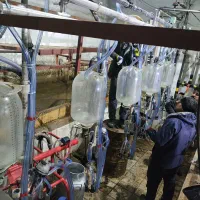 فروش سه راس گاو شیری صنعتی