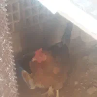 مرغ تخمگذار