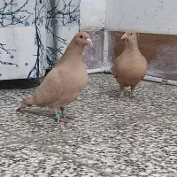 کفتر کرمونی و سوسکی