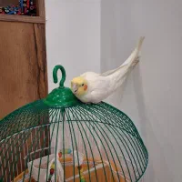 عروس هلندی رام