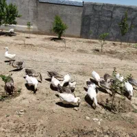 غاز و قوغاز|حیوانات مزرعه|بیستون, |دیوار