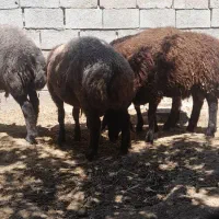 بره نر|حیوانات مزرعه|جغتای, |دیوار