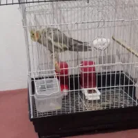 عروس هلندی|پرنده|صفادشت, |دیوار