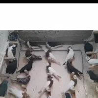 بهبونی. رنگی