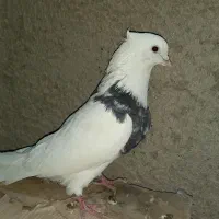 کبوتر