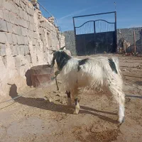 بز نر|حیوانات مزرعه|فیروزآباد, |دیوار