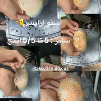 ماهی آکواریوم دیسکس سایز 4 به بالا و جفت
