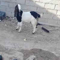 بز درشادگان