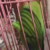 چند جفت.مرغ عشق وعروس هلندی تک و جفت ب شرط تخم|پرنده|علیآباد کتول, |دیوار