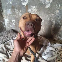 سگ آمریکن پیت بول|سگ|آباده, |دیوار