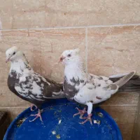 جفت دم قهوه ای