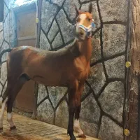 کره نریون و مادیون دو سر چاپاری