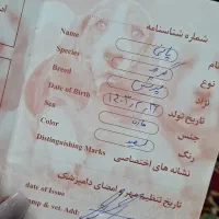 گربه پرشین|گربه|کرمانشاه, |دیوار