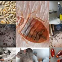 سمپاشی ساس کنه سوسک موش موریانه سمپاشی ضمانتی