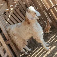 کهره نر و ماده