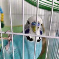 مرغ عشق انگلیسی|پرنده|بابل, |دیوار