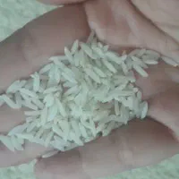 برنج هاشمی گیلان خوش عطر