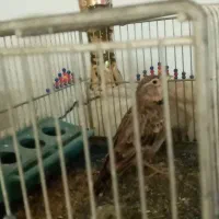 سهره خاکی نر مست بخون