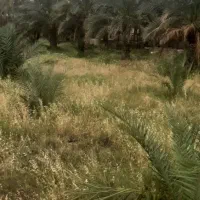 باغ نخل تفریحی روسای کدایی|فروش زمین و ملک کلنگی|ریگ, |دیوار