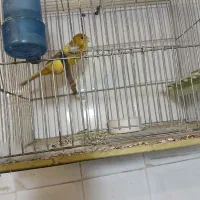 قناری|پرنده|اصفهان, فروردین|دیوار