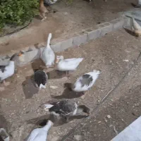 فروش غاز|پرنده|گله دار, |دیوار