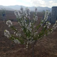 فروش-باغ-1350-متری