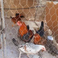 تعدادی مرغ محلی بفروش میرسد|حیوانات مزرعه|کازرون, |دیوار