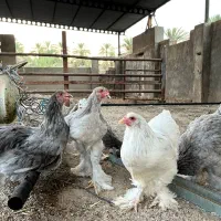 مرغ و خروس برهما ۷الی ۸ ماهه