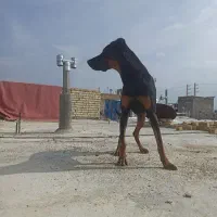 سگ دوبرمن