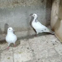کبوتر ۲تا